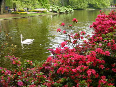 Keukenhof . Hollandia