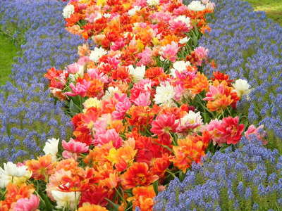 Keukenhof _ Hollandia
