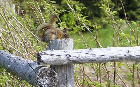 kerítés mókus tavasz