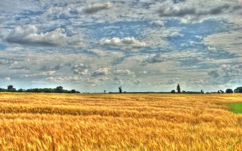 címlapfotó gabonaföld magyarország nyár