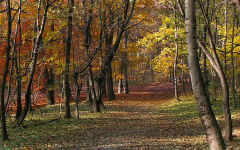 erdő út ősz