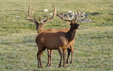 Szarvasok,Rocky Mountain Nemzeti Park, Colorado, USA