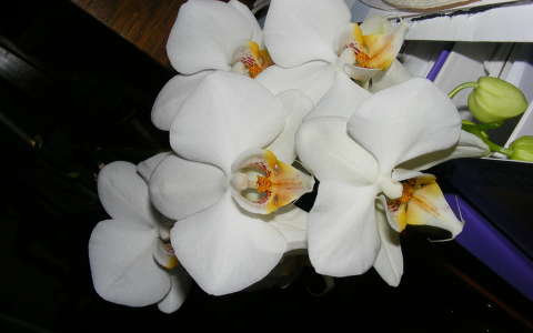 orchidea