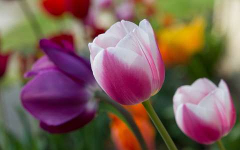 Tulipán színkavalkád