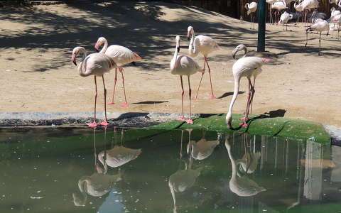 Flamingók a Budapesti Holnemvolt parkban
