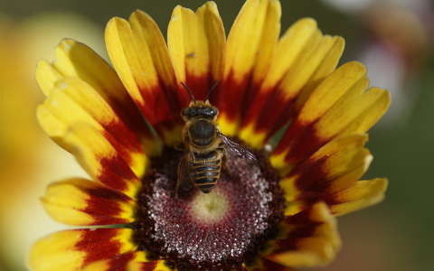 méh nyári virág rovar záporvirág