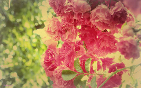 címlapfotó nyári virág rózsa
