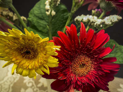 Gerbera