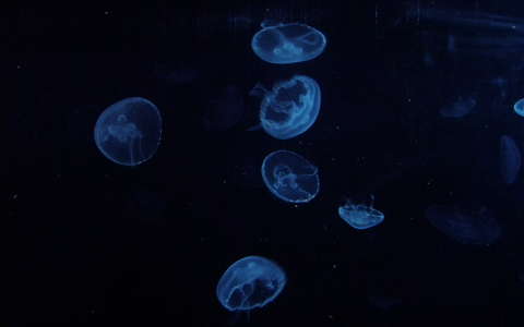medúza tengeri élőlény