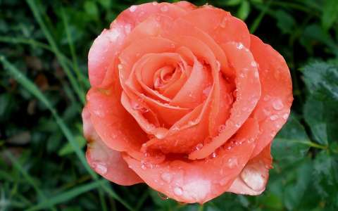 címlapfotó rózsa vízcsepp