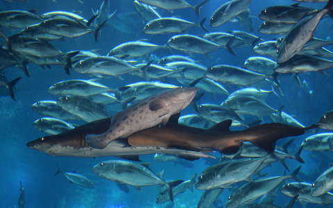 A Dubai Akvárium halai