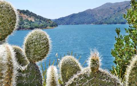 címlapfotó kaktusz nyár tó