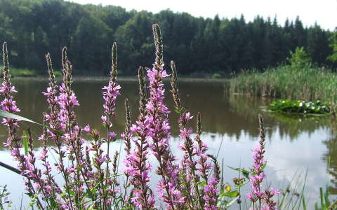 vadvirág