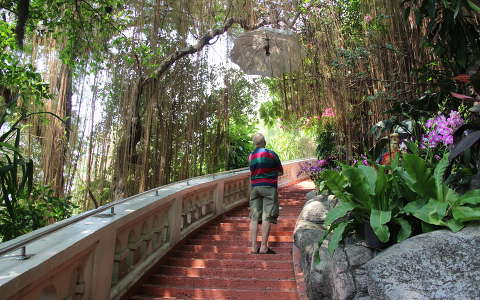 kertek és parkok lépcső trópusi virág