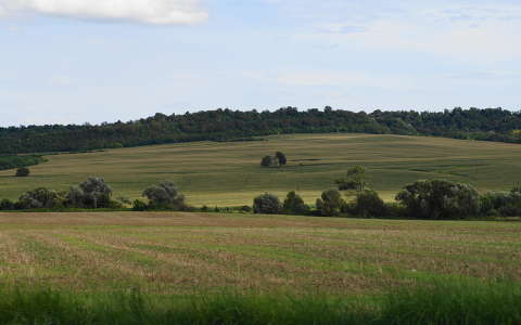 mező
