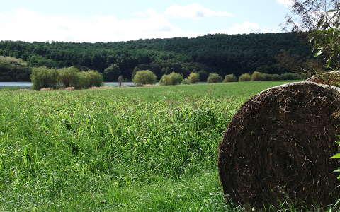 mező
