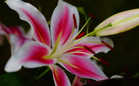 liliom