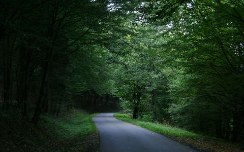 címlapfotó erdő út