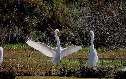 Garzas