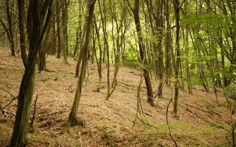 erdő