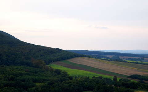 mező