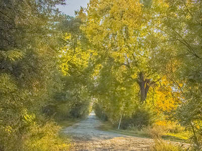 Erdőrészlet