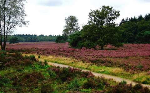 Heerde - Nederland, Heatherfields