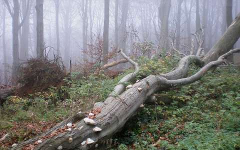 erdő fa köd ősz