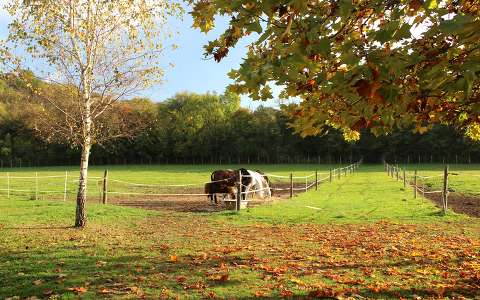 kerítés lovak ősz