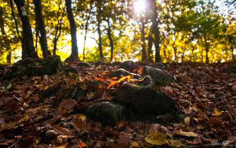 címlapfotó fény ősz