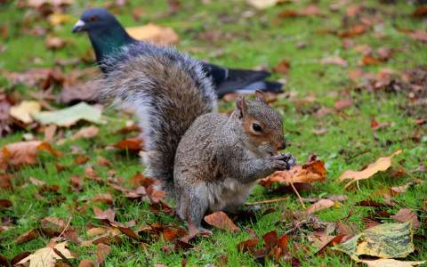 címlapfotó mókus ősz