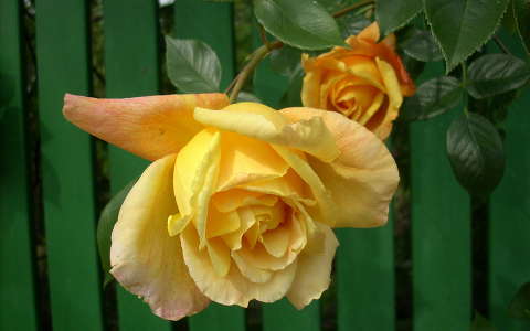 nyári virág rózsa
