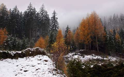 címlapfotó erdő tél ősz
