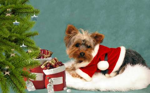 címlapfotó karácsony kutya mikulás