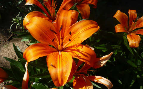 Liliom
