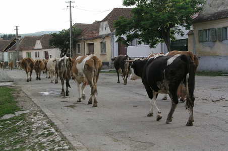 Hazafelé, Apáca, Románia