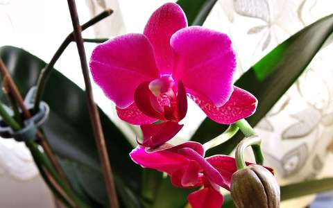bimbó orchidea trópusi virág