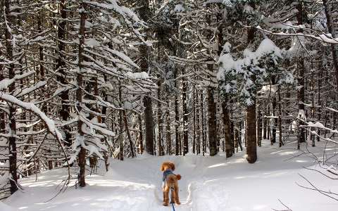 címlapfotó erdő kanada kutya