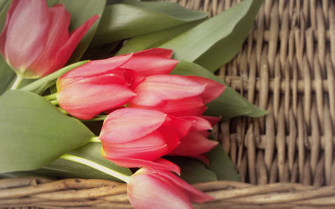 tavaszi virág tulipán virágcsokor és dekoráció