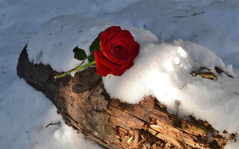 címlapfotó rózsa tél