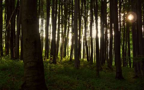 erdő fény