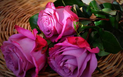 csendélet címlapfotó rózsa virágcsokor
