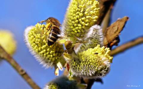 barka címlapfotó méh rovar