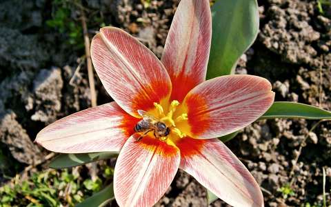 méh rovar tulipán