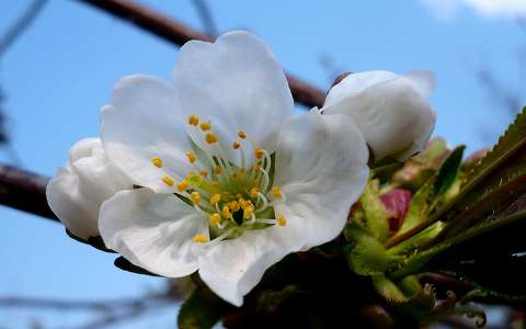 Tavasz - cseresznyefa virága