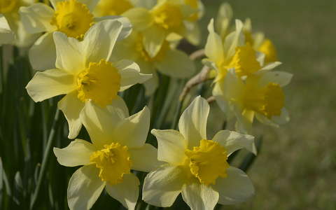 nárcisz tavaszi virág