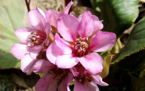 Földi orgona