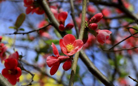 japánbirs virágzó fa
