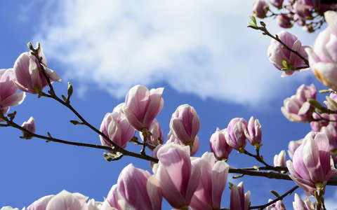 magnólia tavaszi virág virágzó fa