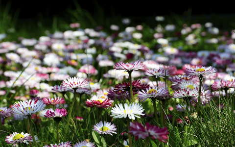 címlapfotó százszorszép vadvirág virágmező